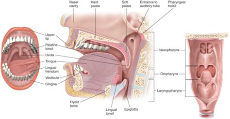 Airway Flashcards Quizlet