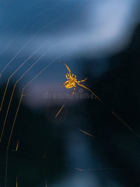 Imagem Vertical De Uma Aranha Dourada Numa Teia Fundo Turvo Imagem