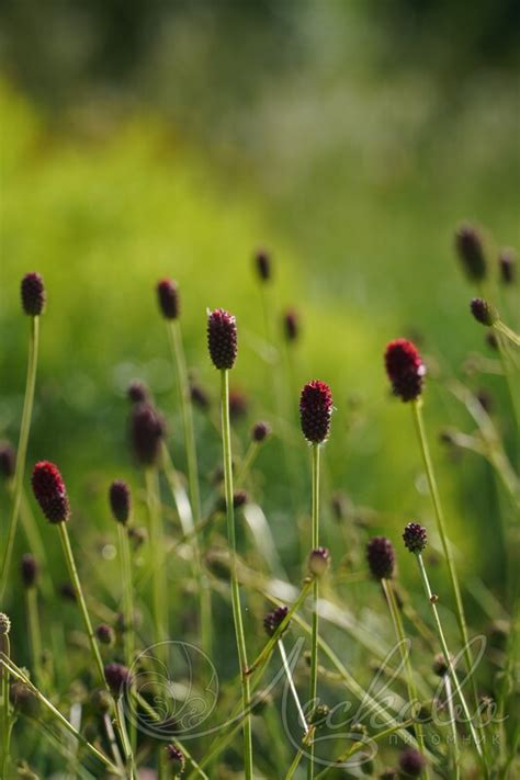 Кровохлебка лекарственная (Sanguisorba officinalis `Beetlewings ...