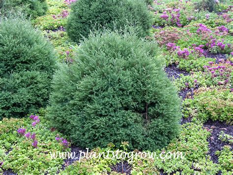 Heatherbun Atlantic White Cedar Chamaecyparis Thyoides Plants To