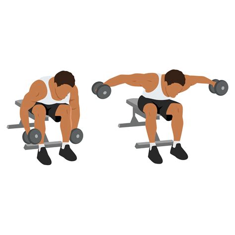 Man doing seated bent over rear delt raises exercise 23686436 Vector Art at Vecteezy