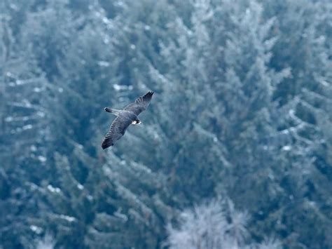 Peregrine Falcon Migration: A Complete Guide | Bird Fact