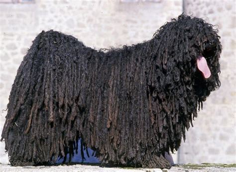 Black Puli Small Hungarian Sheep Dog Komondor Puli Dog Dog Breeds