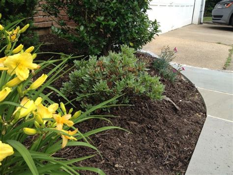 Is This Azalea Dead Or Dying