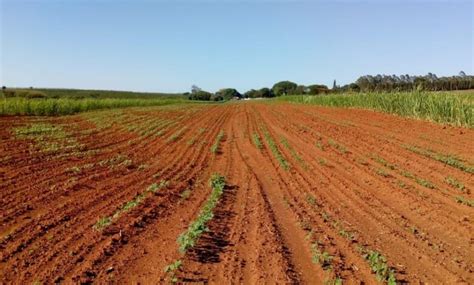 Clima J Impacta Produtividade Da Soja Em At Na Safra Dia