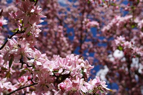 Apple Blossom Flowers Flowers Free Nature Pictures By Forestwander