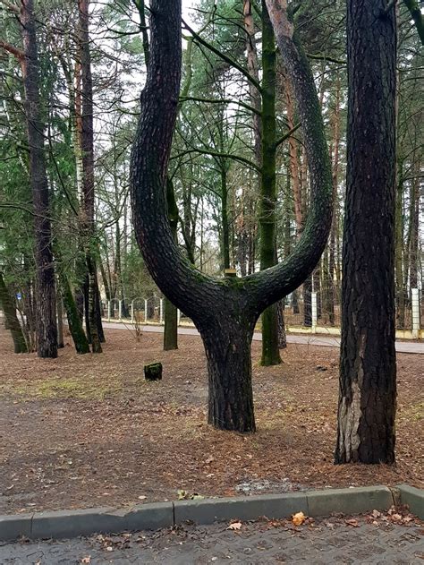 Сила природы | Пикабу