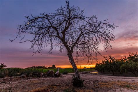 Wallpaper Sky Tree Woody Plant Branch Dawn Cloud Morning