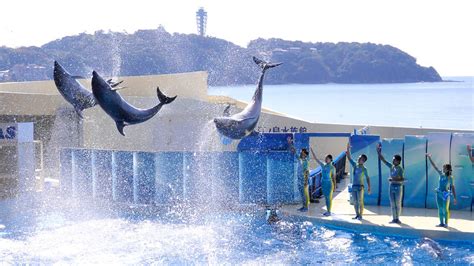 Enoshima Aquarium | Attractions in Enoshima, Tokyo