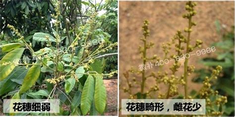 荔枝龙眼促花壮花新方法！