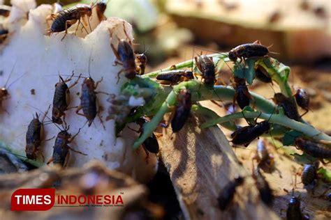 Ternak Jangkrik Sumber Cuan Ibu Rumah Tangga Di Banyuwangi TIMES