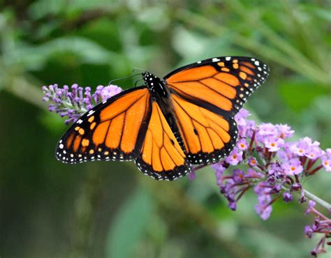 8 Fun Activities To Teach Kids About Butterflies In Spanish Niños