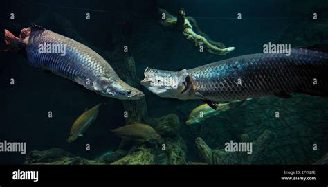 Two Captive Arapaimas Arapaima Gigas Swim Together In Aquarium Stock