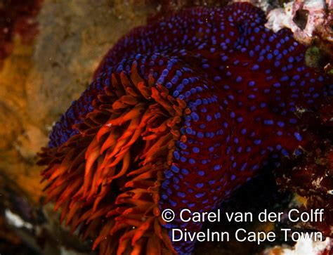 Sea Anemones - DiveINN