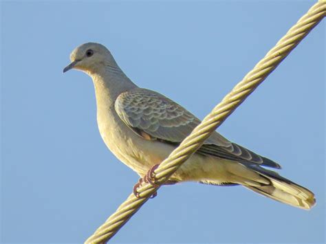 European Turtle Dove Ebird