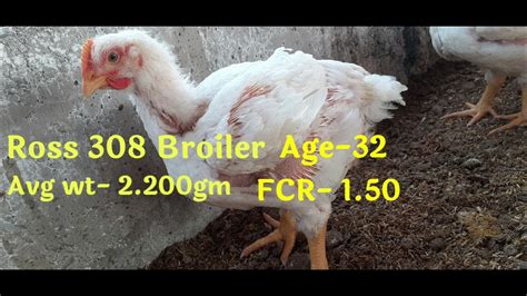 Ross 308 Broiler Bird Performance Youtube