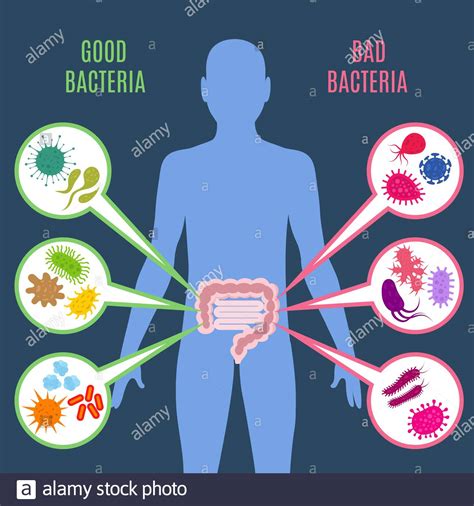 Flora Intestinal Concepto De Vector De Salud Intestinal Con Iconos De