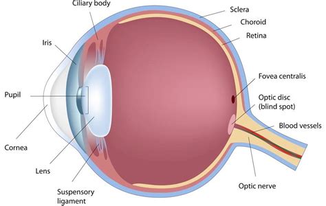 Recent discovery could save peoples' sight