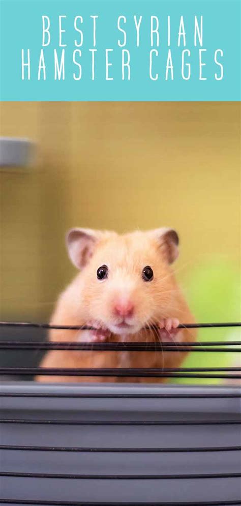 Syrian Hamster Cages - Find The Best Syrian Hamster Cage For Your Pet