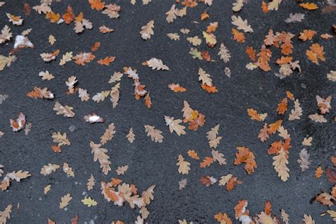 Premium Photo Autumn Oak Leaves Lie On Wet Asphalt