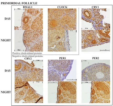 Representative primordial follicle histology sections with the six ...