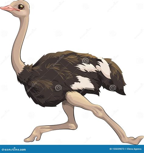 Illustration With Ostrich Feather Silhouette Isolated On White Cartoon ...