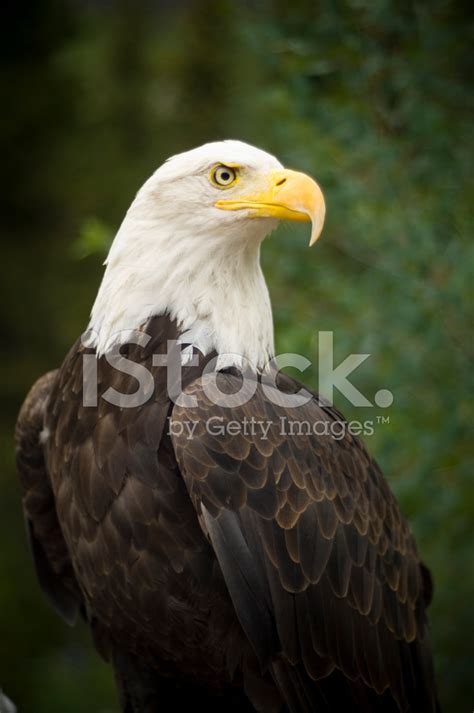 American Bald Eagle Close Up Stock Photo | Royalty-Free | FreeImages