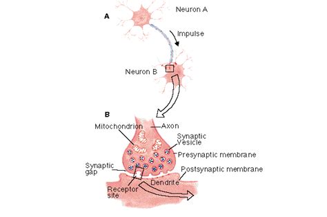 Axon definition | Psychology Glossary | alleydog.com