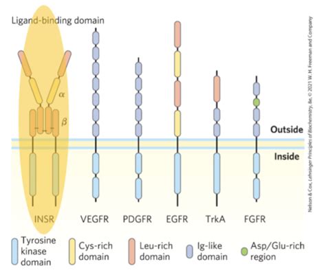 Signal Transduction RTKs And Other Signaling Pathways Aleman Exam 2