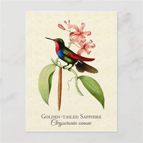 Golden Tailed Sapphire Hummingbird Art Postcard Zazzle