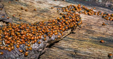 Ladybug Infestation - There's Ladybugs In My House - Learn About Nature