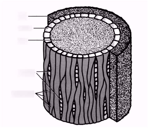 meristematic cells of vascular cambium Diagram | Quizlet