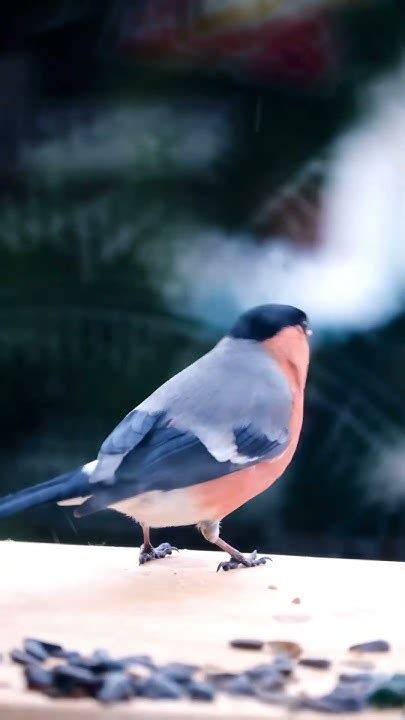 Самец и самка снегиря #nature #fujifilm #birds - YouTube