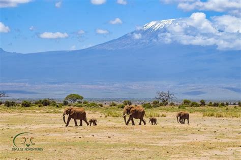 Amboseli National Park Attractions Divulge Adventures