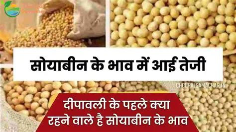 Soybean Plant Bhav सोयाबीन प्लांट के भाव में आई तेजी दीपावली के पहले सोयाबीन किस भाव बिकेगा