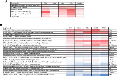 Frontiers Nf κb In Monocytes And Macrophages An Inflammatory Master