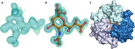 Human Adenovirus Type 26 Uses Sialic Acidbearing Glycans As A Primary