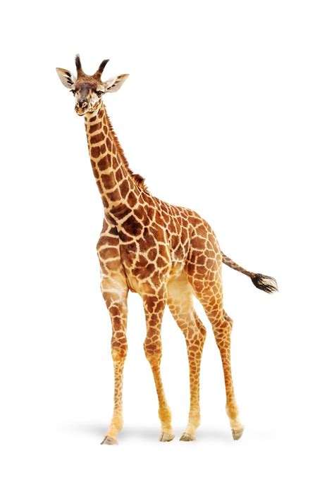 Premium Photo | Baby giraffe isolated on white