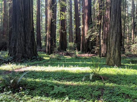 The Redwood Highway in California: An Iconic American Road Trip - Florida Man on the Run