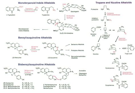 Figure 1 From Alkaloid Biosynthesis The Basis For Metabolic