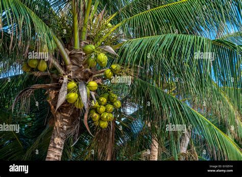Coconuts On A Coconut Palm Cocos Nucifera Coral Cove Beach Koh