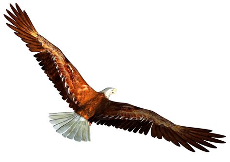 Animated Bald Eagle From Behind Png Image Purepng Free Transparent