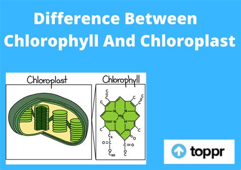 Difference Between Chlorophyll And Chloroplast in Tabular Form