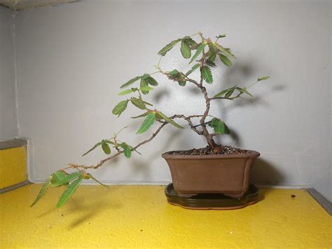 Mimosa Tree Bonsai