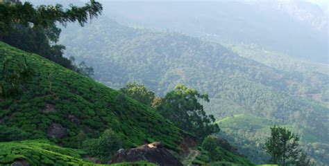 Munnar Famous Hill Station In Kerala Kerala Attractions