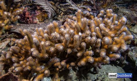 Aquarium Grown Palauastrea Has Really Blossomed Reef Builders The