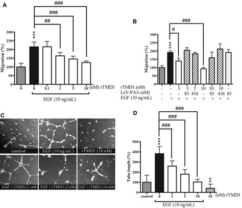 Rtmd Suppresses Egf Mediated Huvec Migration And Tube Formation A