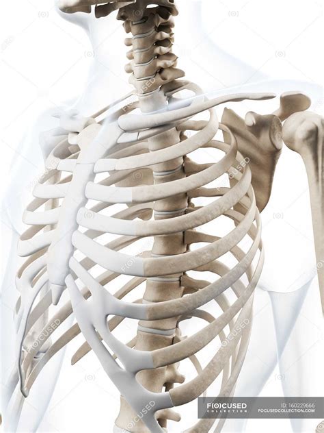 Human rib cage anatomy — human anatomy, 3d - Stock Photo | #160229666