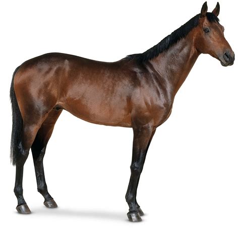 What Is A Horse? | Learn About Horses | DK Find Out