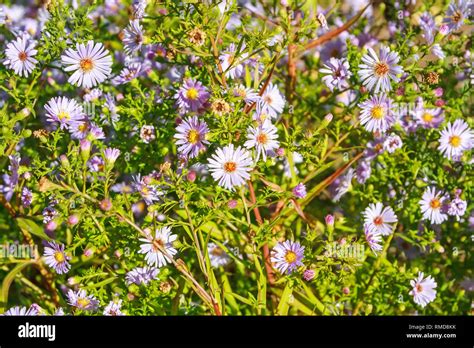 Nature Background Of The Flower Bed Stock Photo Alamy